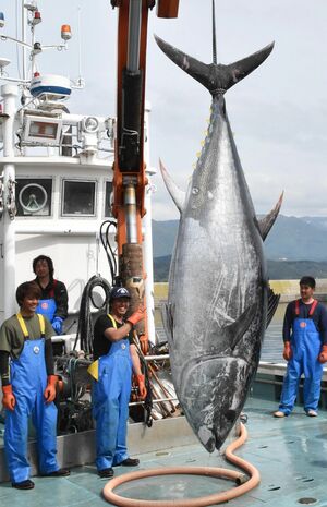 岩崎漁港で水揚げされた重さ200キロの大物マグロ＝12日午後