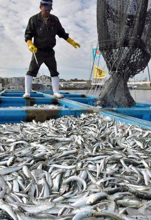 八戸港への水揚げが本格化したセグロイワシ＝5日午前9時すぎ、八戸港第1魚市場