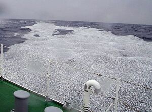八戸海保の巡視船から撮影した海面に漂っている大量のイワシの死骸＝12日正午ごろ（八戸海保提供）