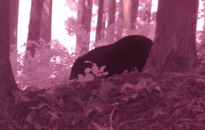 十和田市法量地区の山林に設置した定点カメラで捉えたツキノワグマ＝28日午前10時5分ごろ（高渕英夫さん提供、一部分を拡大）
