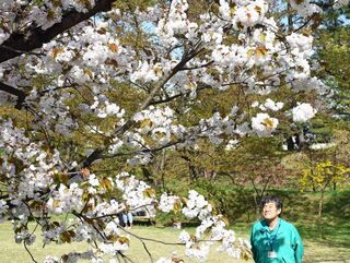 弘前の桜守40年　思い託し引退の花道