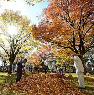 柔らかい日差しの下、落ち葉を掃き集める作業員＝8日午前、青森市勝田の平和公園
