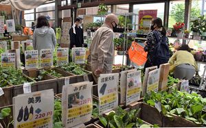 野菜や花の苗を求め種苗店を訪れる人が増えている＝5月25日、青森市の渋谷種苗店