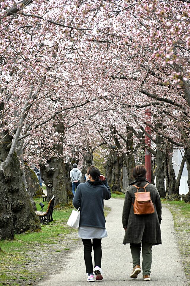 弘前公園で桜開花宣言 環境 観光 イベント 青森ニュース Web東奥