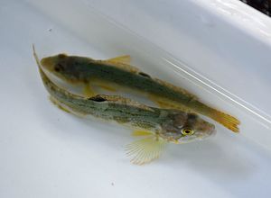 出荷されたアイナメの稚魚。体長は平均7.8センチ