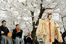 桜、能　みやびに／弘前公園ソメイヨシノ満開