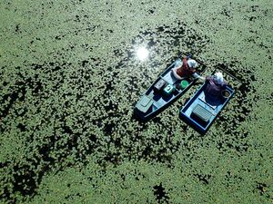 初夏の味覚ジュンサイの池で収穫作業する小舟＝20日午後、つがる市木造平滝（本社小型無人機で撮影）