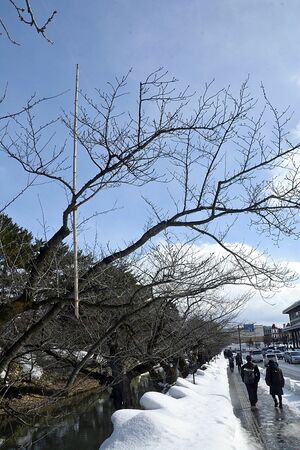 桜の木にくくりつけられた竹ざおの正体はカラスよけ。上部先端から隣の木に細いテグスが延びているという