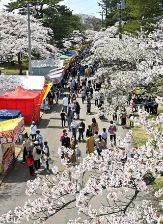 満開の桜、行楽客満喫／青森市・合浦公園