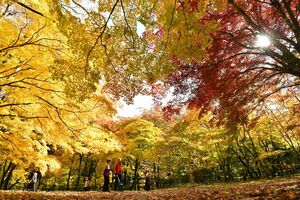木々が赤や黄色に色づいた中野もみじ山の観楓台＝29日午前、黒石市