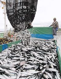 青森市の魚介類購入量日本一