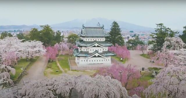 弘前公園の桜 動画が国際映像祭で準gp 観光 イベント 文化 青森ニュース Web東奥