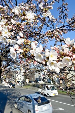 日当たりの良い場所で花が咲き始めた街路樹のソメイヨシノ＝16日午後、青森市桜川1丁目