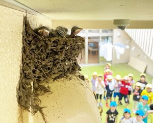 巣の中でお母さんツバメの帰りを待つひな。園児たちも、ひなが育つ様子を見守っている＝27日、十和田市の第二白菊保育園