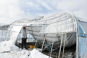 積もった雪の重さで上部がつぶれてしまった齋藤さんのハウス。パイプで補強していたが、耐えきれずに骨組みが大きく曲がってしまった＝青森市細越、20日