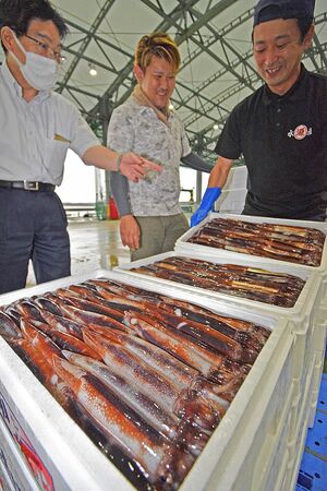 水揚げされたスルメイカの品質を確かめる三沢市漁協の関係者ら＝4日午後5時半ごろ、三沢漁港