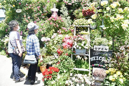 羽白沢田の民有地約100種のバラ見ごろ 青森 観光 イベント 環境 青森ニュース Web東奥