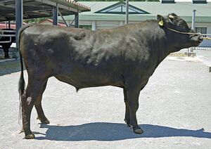 県が14頭目の基幹種雄牛に指定した「寿優福」（県提供）