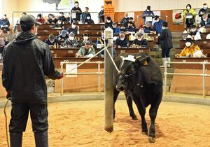 県家畜市場で行われた子牛の初競り＝7日、七戸町
