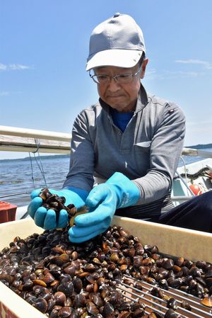 漁獲したシジミを大きさで選別する鶴ケ崎さん＝20日午前11時ごろ、東北町の小川原湖