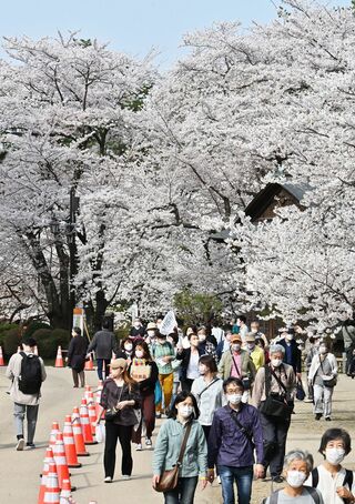 桜満開、平年より6日早く／弘前公園
