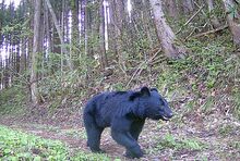 十和田の山林で鮮明なクマの動画撮影
