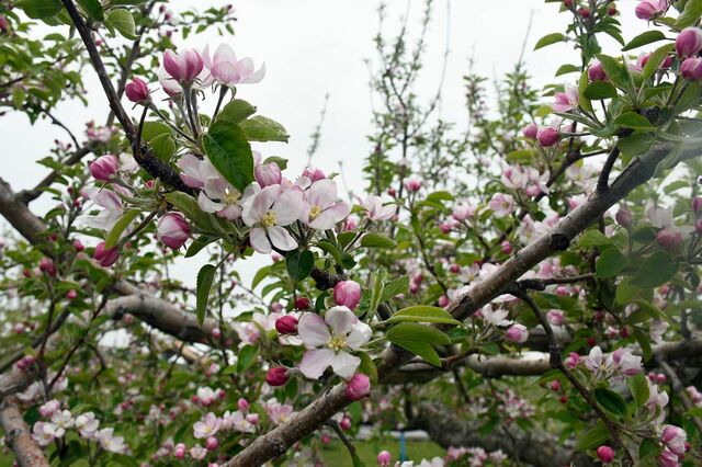 桜の次は リンゴの花 楽しんで 弘前でまつり 観光 イベント 環境 青森ニュース Web東奥