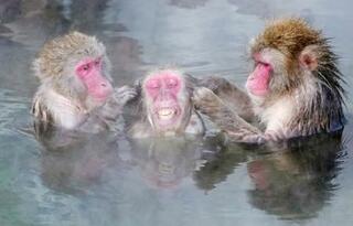 お猿さんもいい湯だな、函館