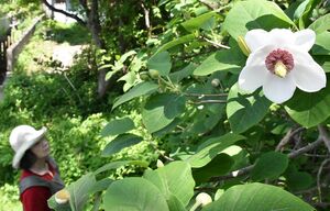 純白のかれんな花を咲かせるオオヤマレンゲ