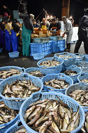 鯵ケ沢漁港でまとまって水揚げされた冬の味覚ハタハタ＝6日午後4時50分ごろ、鯵ケ沢町