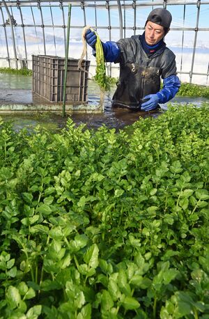 ハウスの中で青々と茂る「一町田せり」を収穫する山田秀樹さん＝6日午後、弘前市一町田