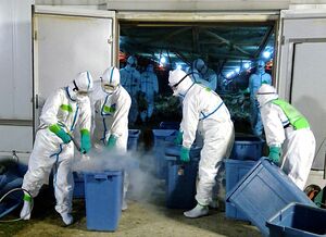 横浜町の養鶏場で鶏の殺処分に当たる作業員＝15日夜（県提供）