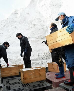 雪の山の中にリンゴの入った箱を並べる職員ら