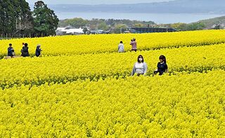 畑一面　輝く黄色／横浜町で菜の花見ごろ