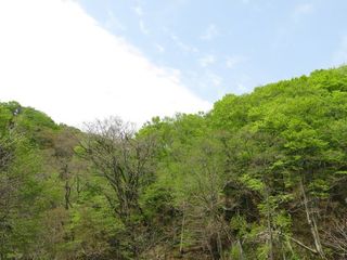 新緑の梵珠山