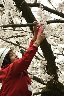 「七輪咲き桜」探してみて　弘前公園（青森県）に目印と看板設置