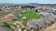 青森・浪岡城の桜を空から眺めてみると…