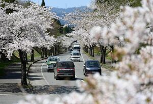 桜並木の見ごろが続く「来さまい大畑桜ロード」＝28日午後、むつ市関根