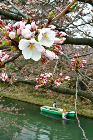 弘前公園南側の外堀で開花したソメイヨシノ＝13日午前11時ごろ