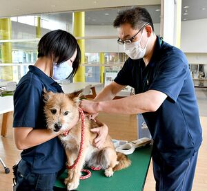 犬の「リア」の首の後ろにマイクロチップを装着する獣医師の佐々木さん（右）＝3日、青森市の県動物愛護センター