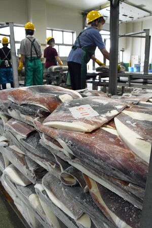 中型イカ釣り船が水揚げしたアカイカ。今後はムラサキイカの呼称で流通する＝2021年9月、八戸港第3魚市場C棟