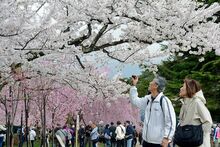 桜、笑顔「満開」／青森県内