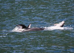 陸奥湾で初めて観察されたカマイルカの攻撃行動。右側の幼いイルカを、左側の成体のイルカが押し上げて体をひっくり返している＝2020年6月（c）Mutsu　Bay　Dolphin　Research