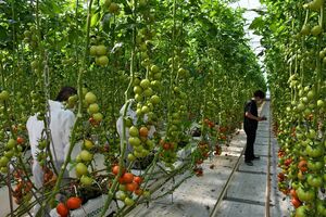 寅福の植物工場。全自動システムで管理された環境で8万株以上のトマトが栽培されている