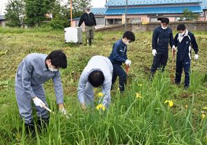 ノハナショウブの株を残しながら雑草を刈り取る学生ら＝五所川原市の津軽飯詰駅