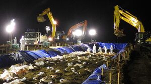 急ピッチで進められた、処分した鶏の埋却作業＝10日夜、横浜町（県提供）