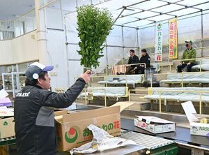 八戸市中央卸売市場は2024年問題の対策として、切り花の競りの開始を1時間繰り下げた＝10日