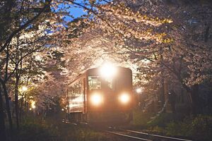 ライトアップされた桜のトンネルを進む、津軽鉄道の「走れメロス号」＝24日夜、五所川原市金木町