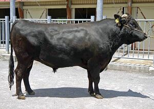県が13頭目の基幹種雄牛に指定した「幸紀花」（県提供）