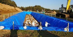 横浜町の2例目の養鶏場で殺処分された鶏の埋却を進める作業員＝16日（県提供）